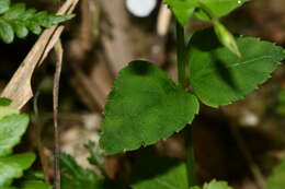 Vandellia scutellariiformis (T. Yamaz.) T. Yamaz. resmi