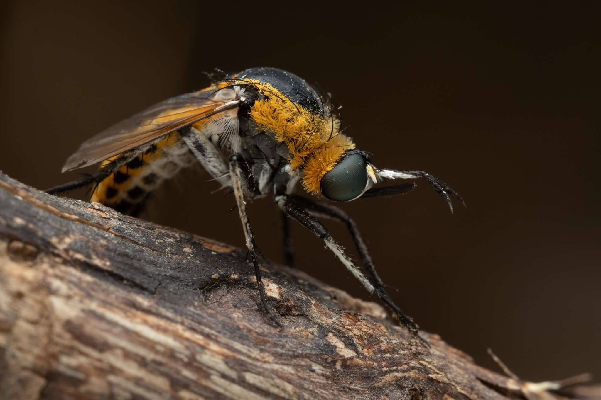 Image of Toxophora fasciculata (Villers 1789)