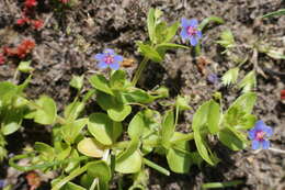 Image of Lysimachia arvensis subsp. parviflora (Hoffmanns. & Link) Peruzzi