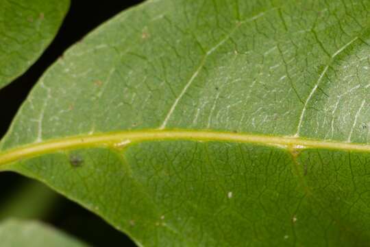 Image of Guioa gracilis (Pancher & Sebert) Radlk.