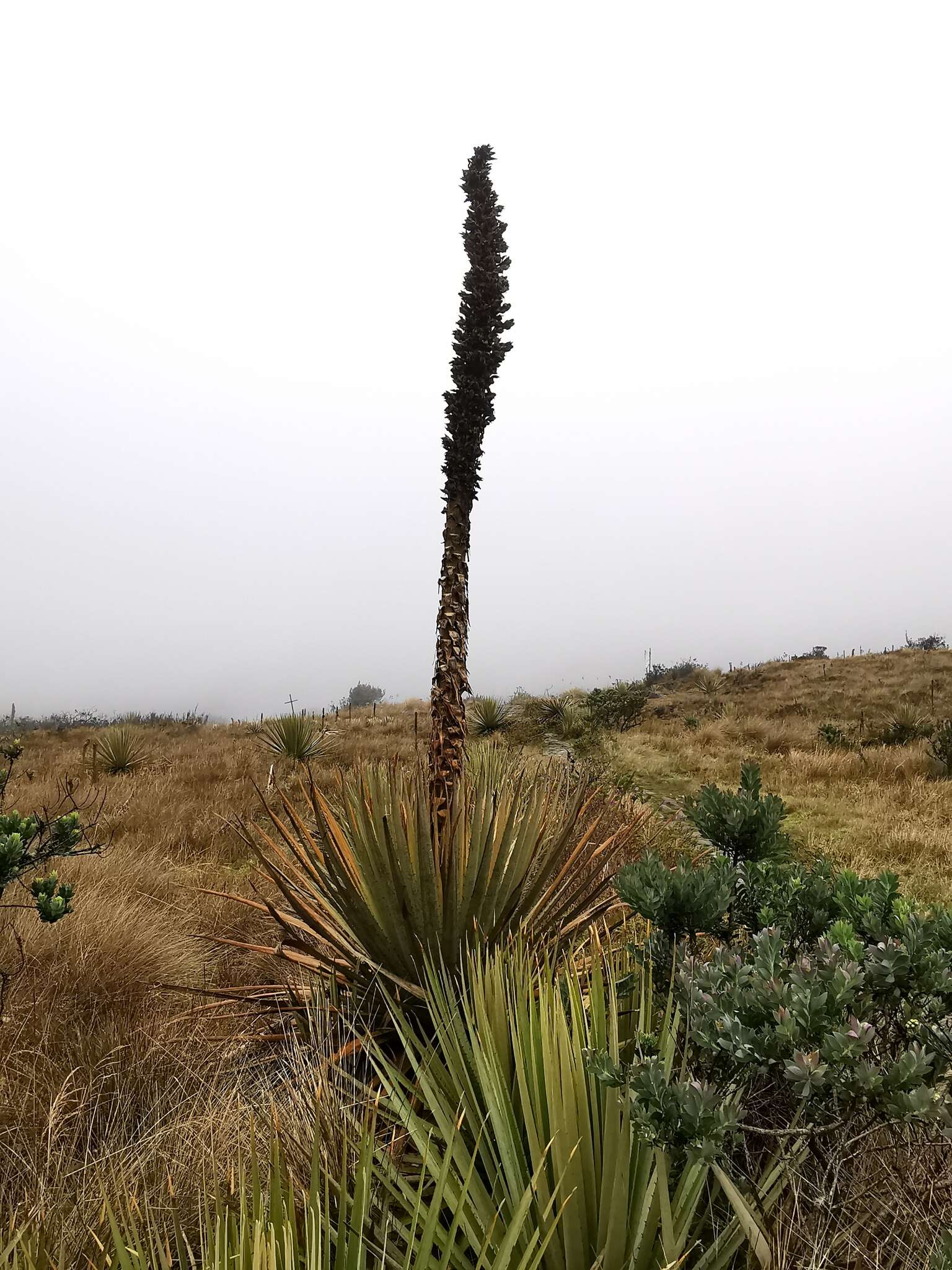 Imagem de Puya goudotiana Mez