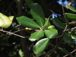 Imagem de Quercus phillyreoides A. Gray