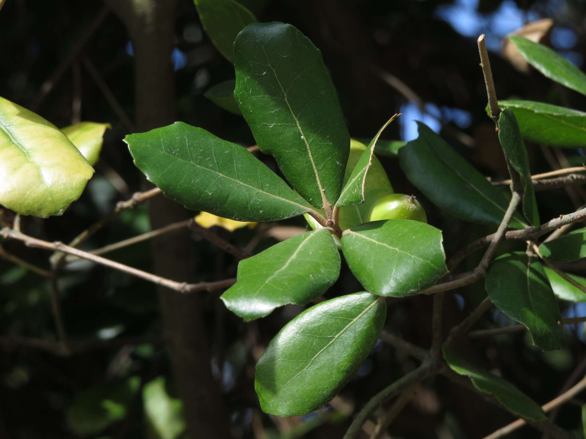 Imagem de Quercus phillyreoides A. Gray