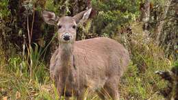 Image de Odocoileus virginianus goudotii (Gay & Gervais 1846)