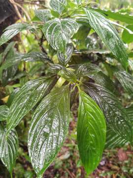 Image of Glossoloma pycnosuzygium (Donn. Sm.) J. L. Clark