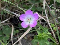 Image of Geranium hayatanum Ohwi