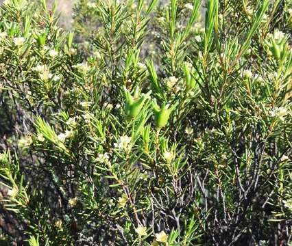 Image of Diosma acmaeophylla Eckl. & Zeyh.