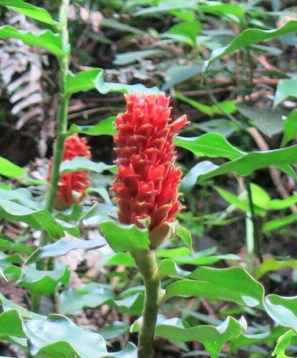 Imagem de Costus montanus Maas