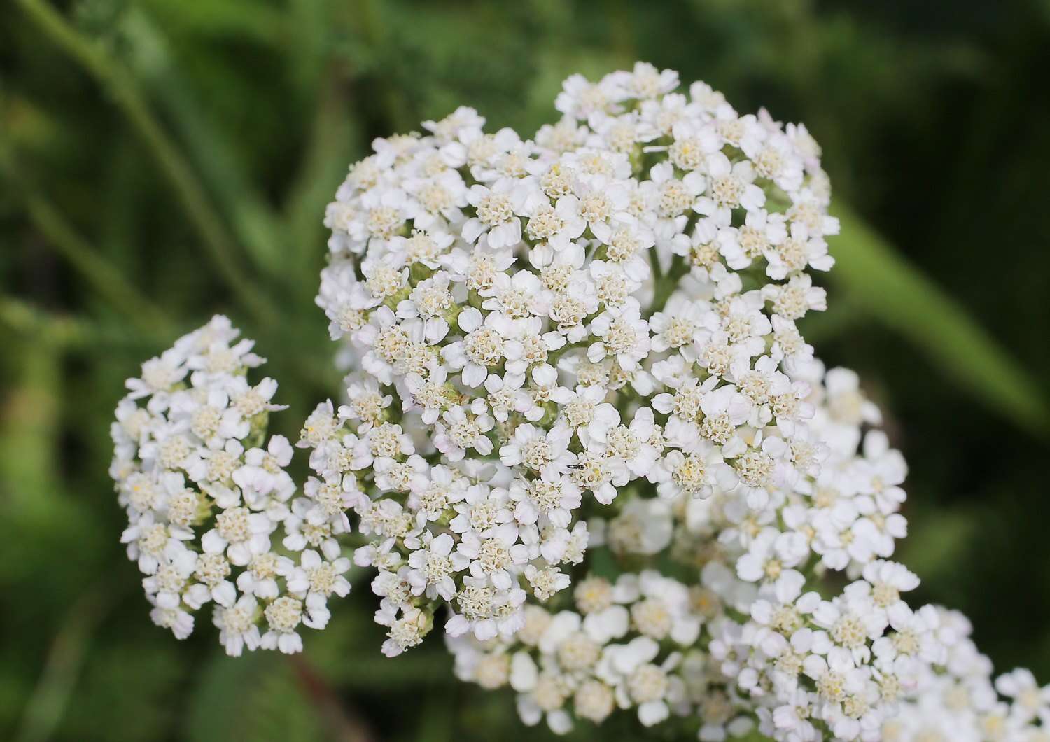 Achillea alpina subsp. alpina resmi