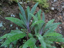 Image of Coastal Burnweed