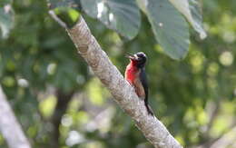 Image of Puerto Rican Woodpecker