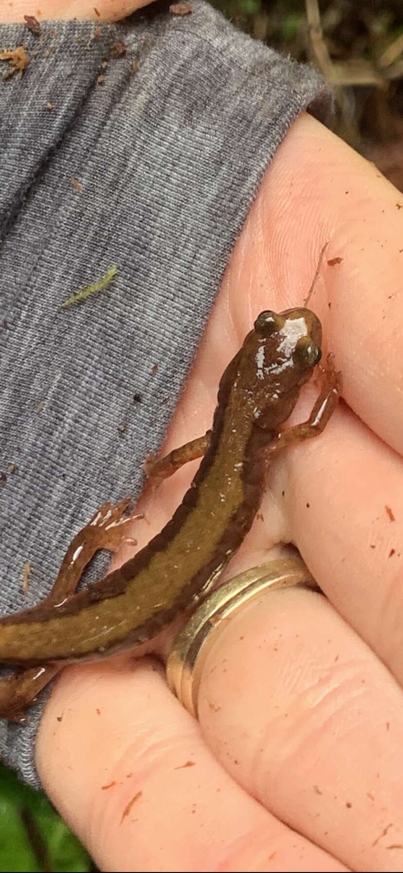 Image of Van Dyke's Salamander