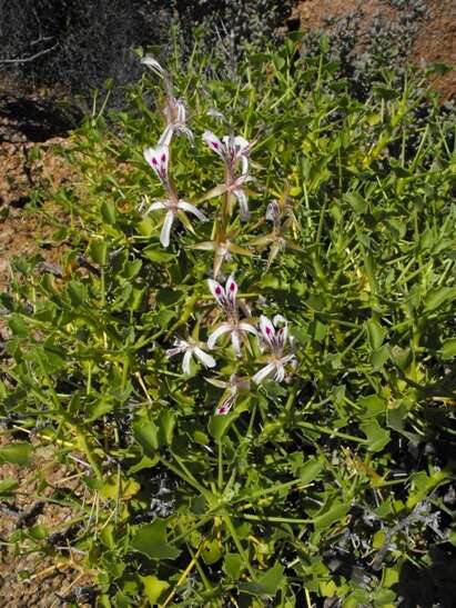 Image of Pelargonium spinosum Willd.