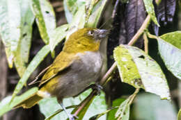 Image of Yellow-throated Bush Tanager