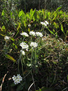 Image of Primula magellanica Lehm.