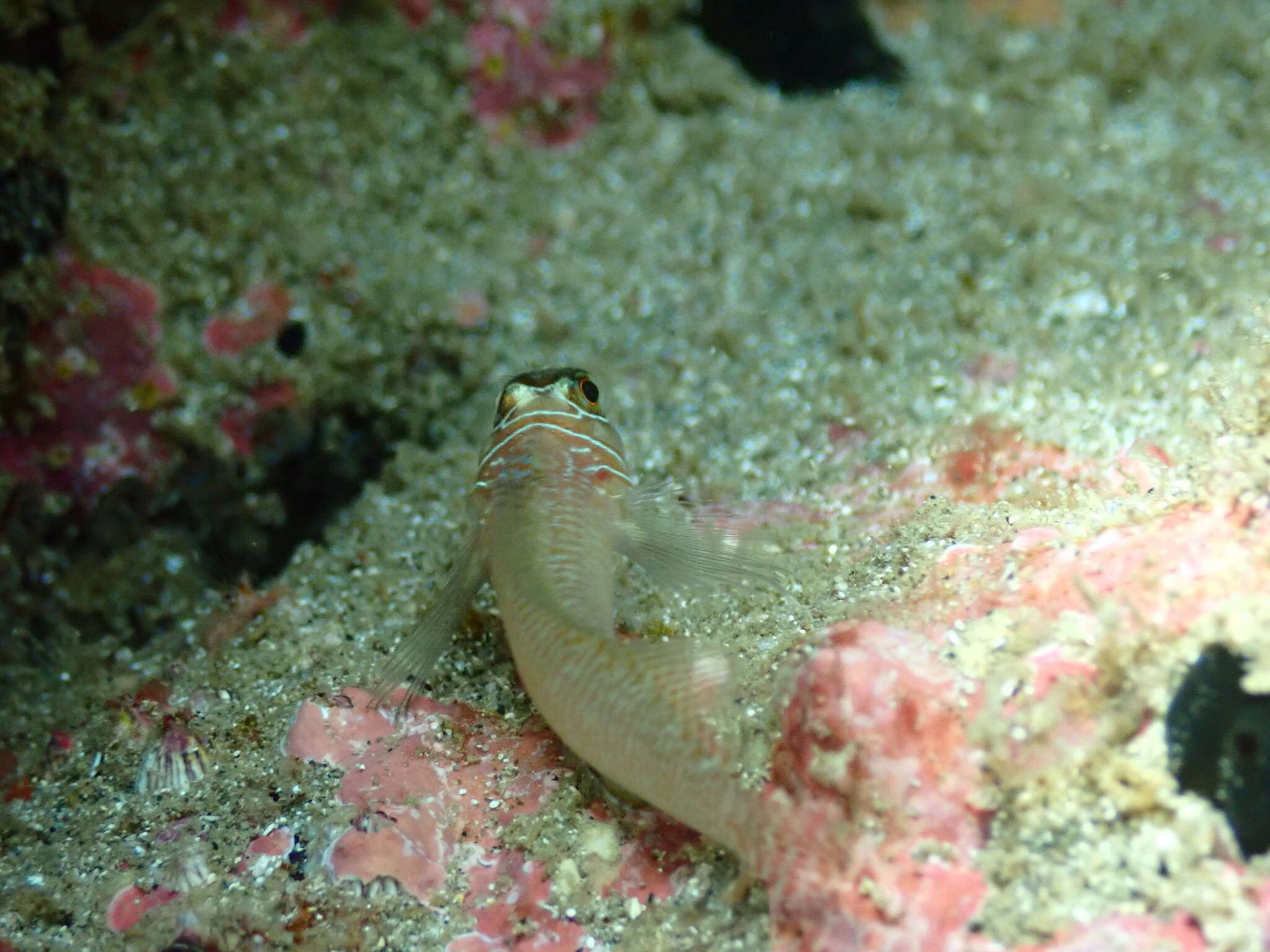 Image of Spectacled triplefin