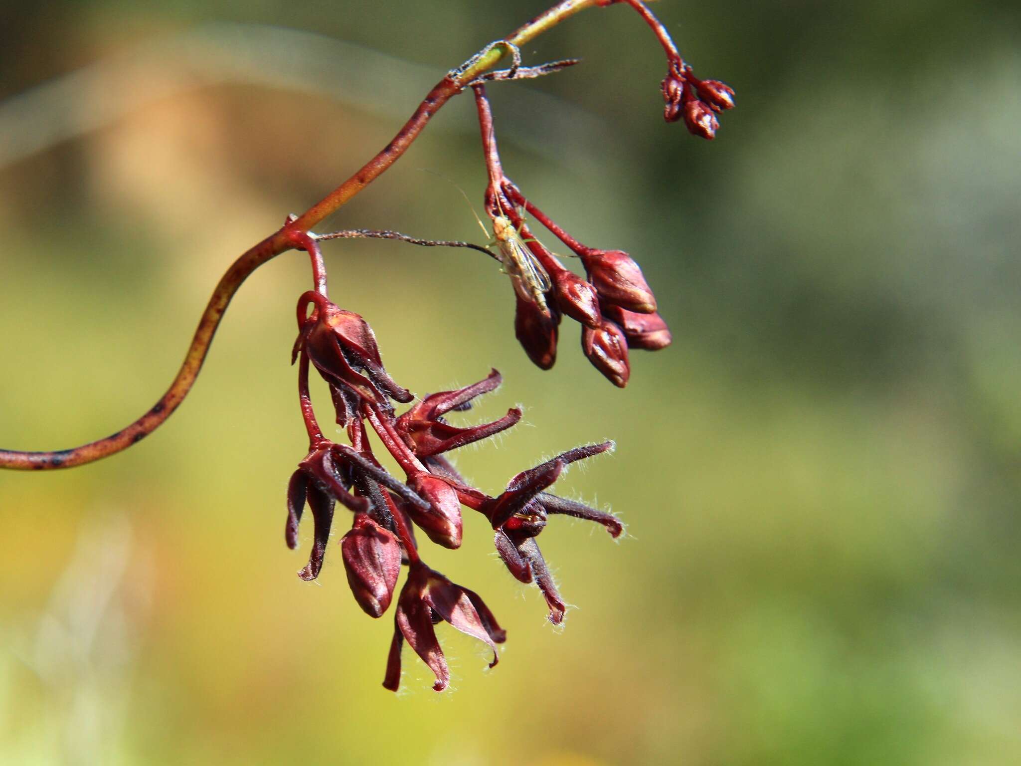 Image of <i>Vincetoxicum lineare</i>