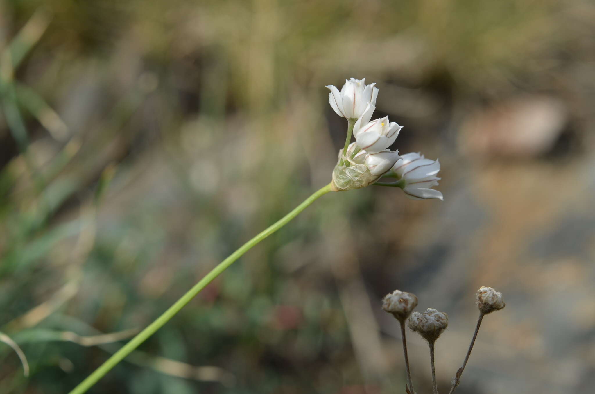 Image of Allium oreoprasum Schrenk