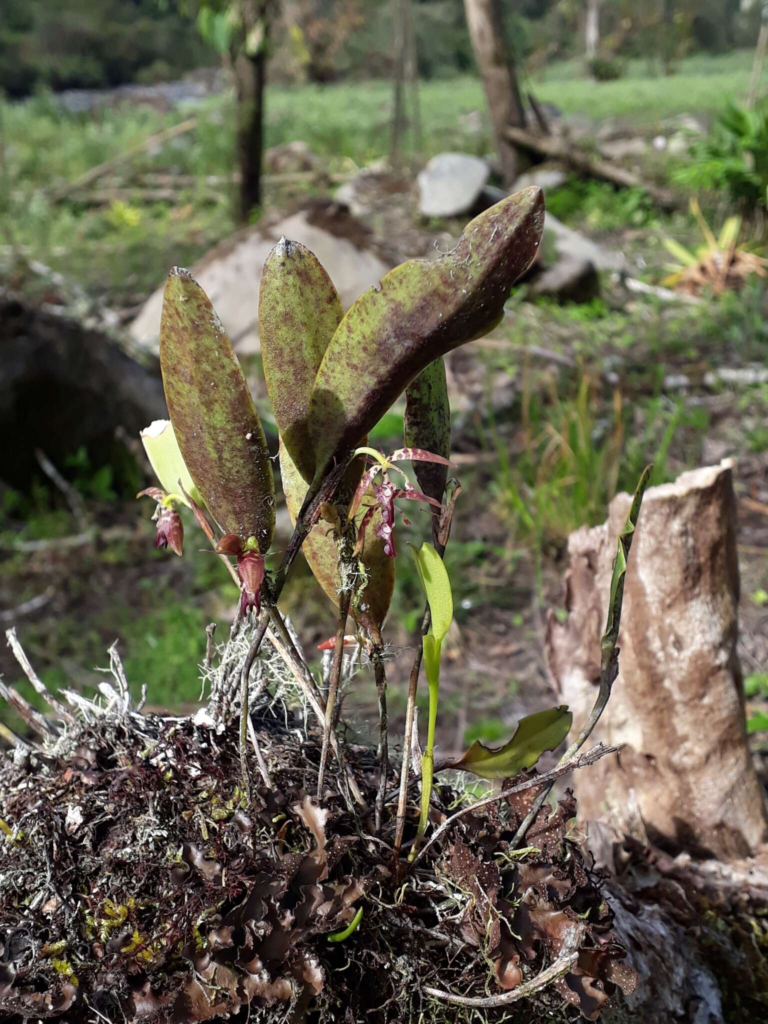 Image of Pleurothallis talpinaria Rchb. fil.