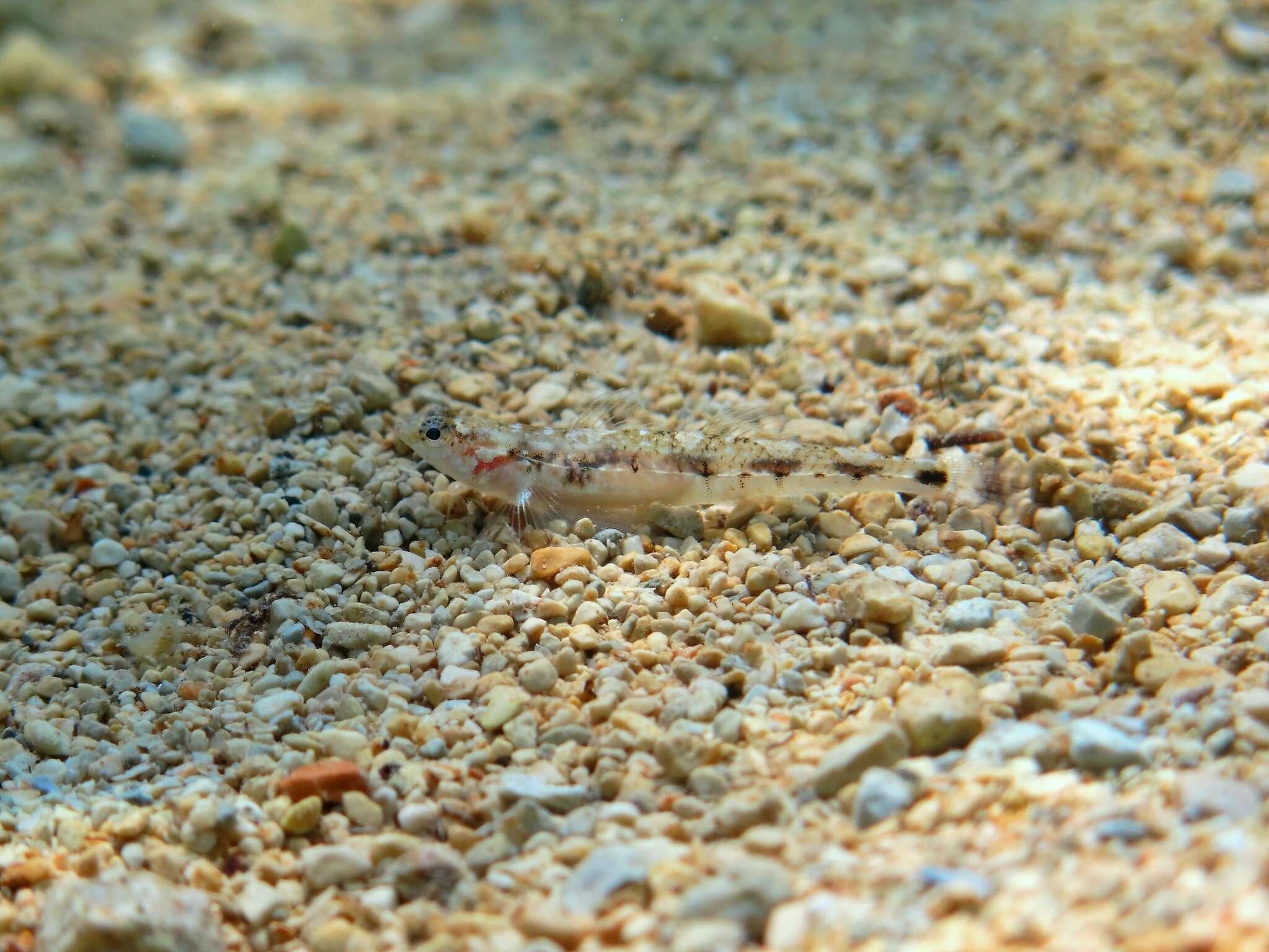 Image of Quagga Goby