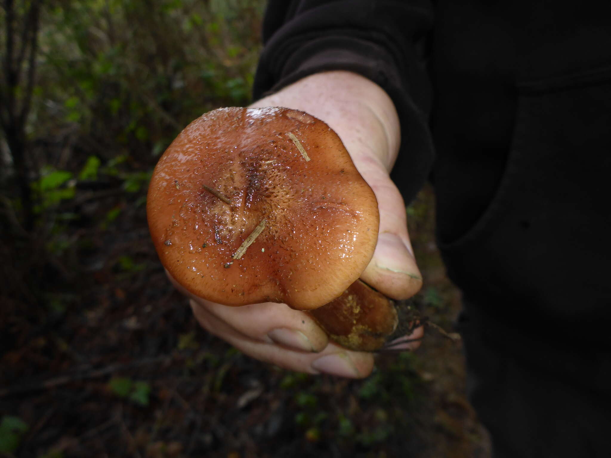 Image of Armillaria sinapina Bérubé & Dessur. 1988