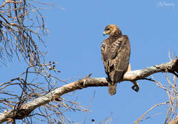 Image of African Hawk-Eagle