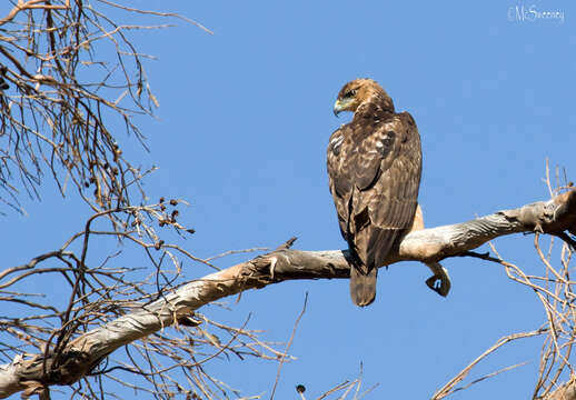 Image of African Hawk-Eagle