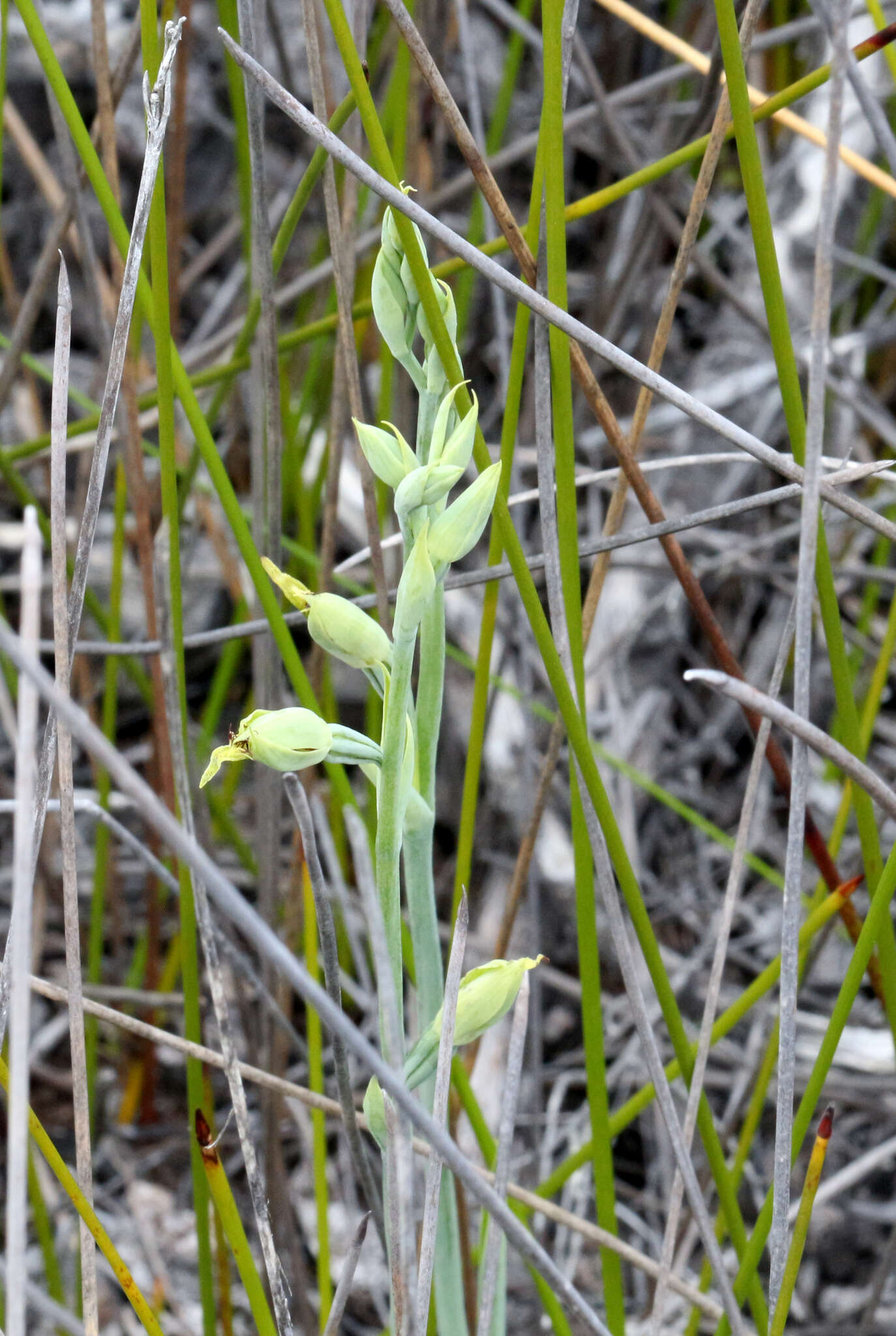 Image of Pale beard orchid