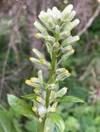 Image de Rainiera stricta (Greene) Greene