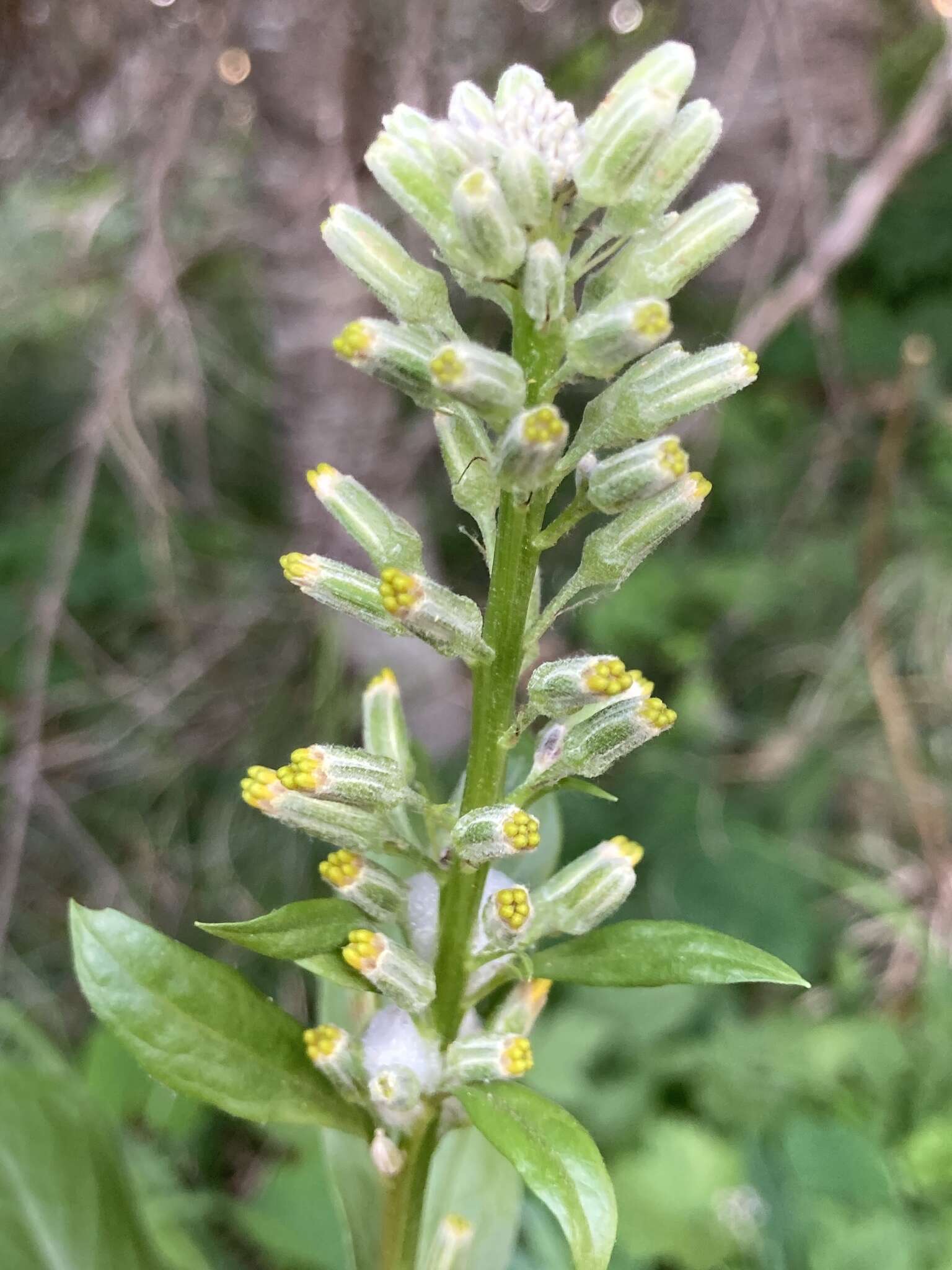 Imagem de Rainiera stricta (Greene) Greene