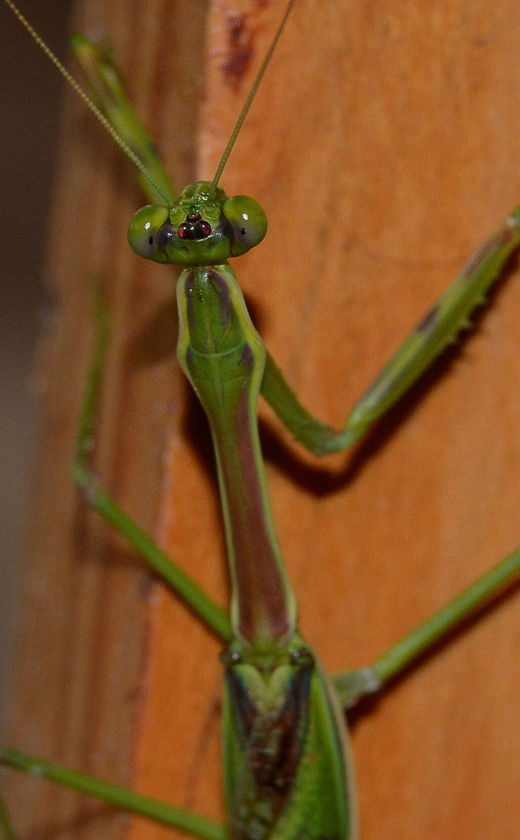 Image of African praying mantis