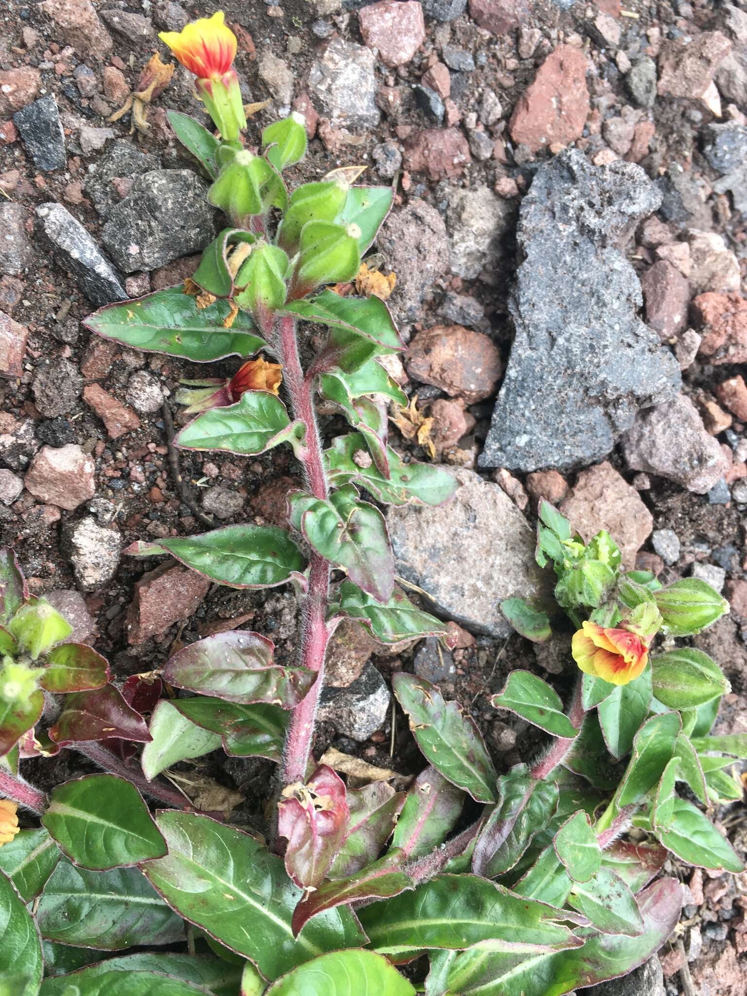 Oenothera epilobiifolia Kunth的圖片