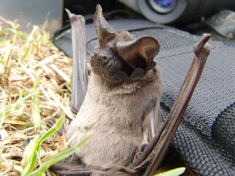 Image of Mops pusillus (Miller 1902)