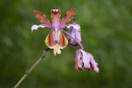 Plancia ëd Myrmecophila grandiflora (Lindl.) Carnevali, J. L. Tapia & I. Ramírez