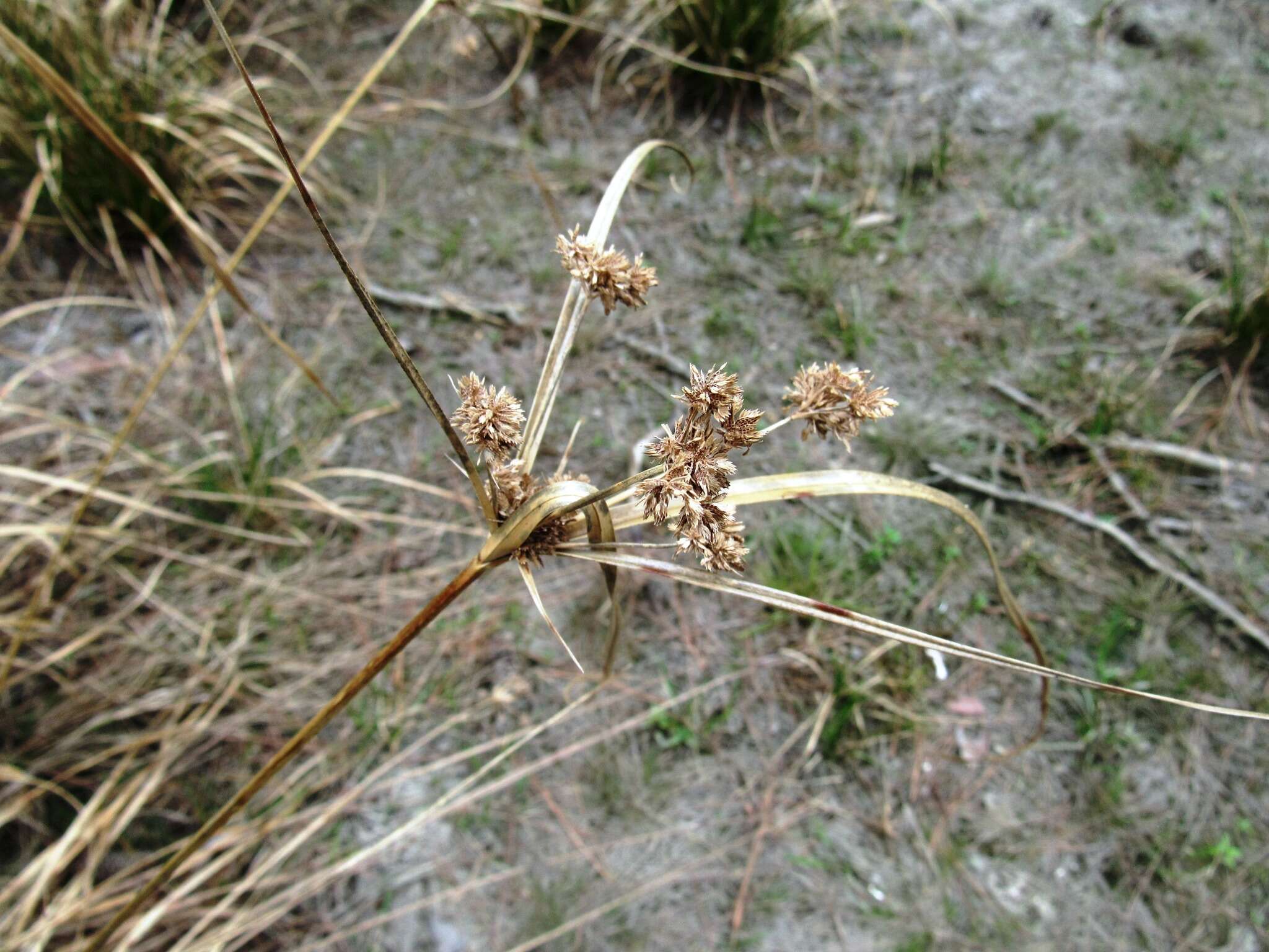 Image of woodrush flatsedge