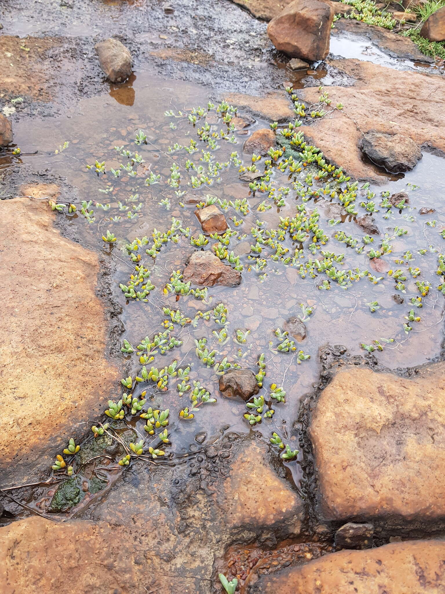 Image of Mossia intervallaris (L. Bol.) N. E. Br.