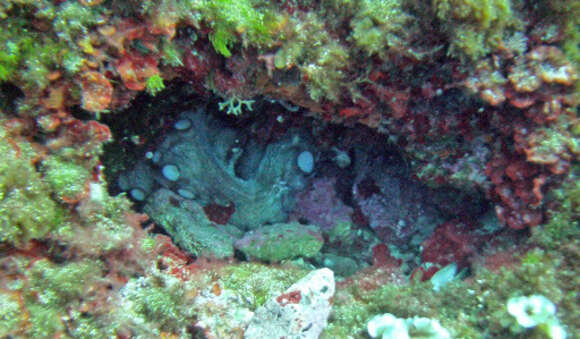 Image of Common octopus