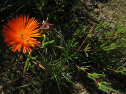 Image of Lampranthus aureus (L.) N. E. Br.