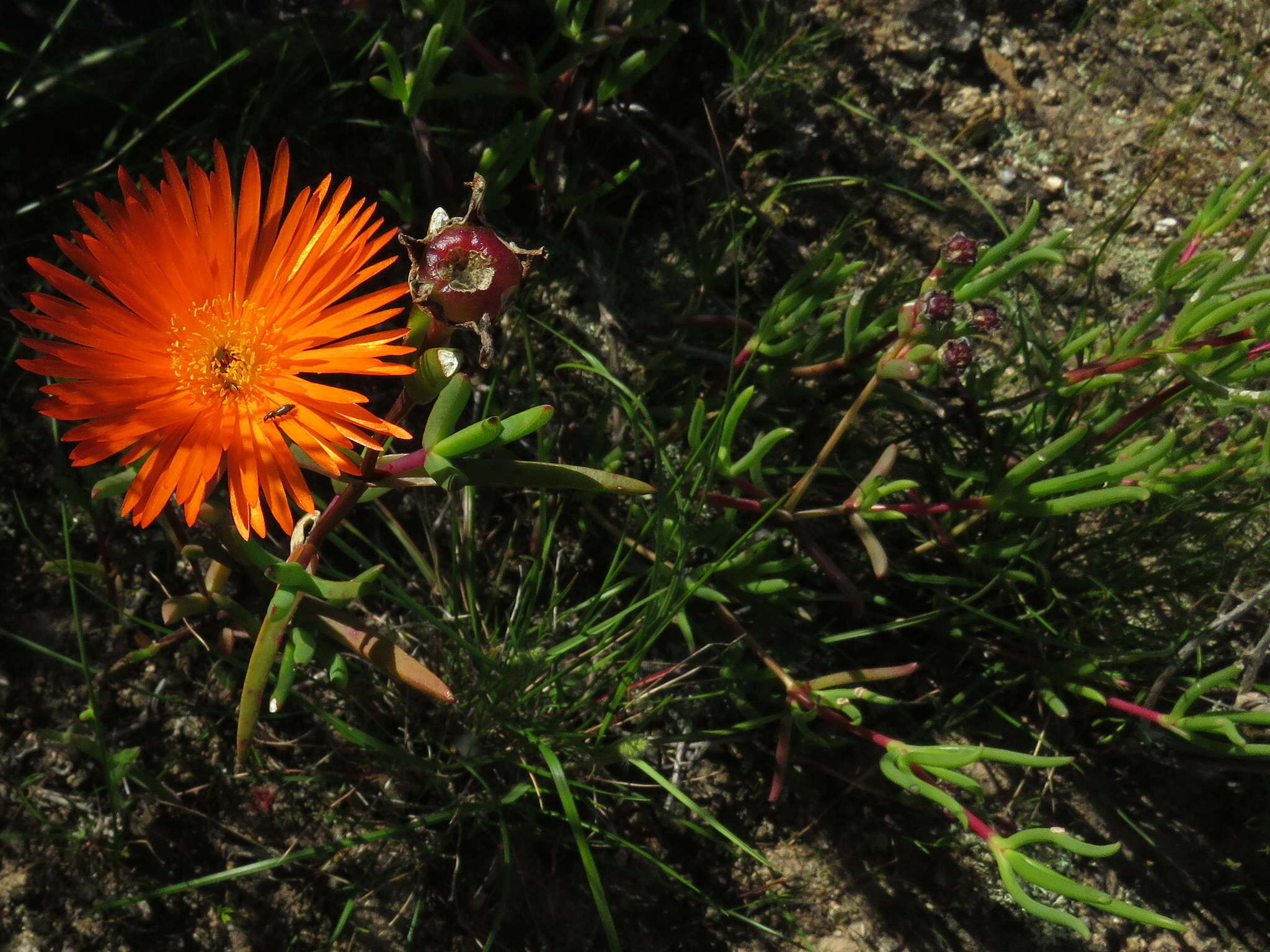 Image of Lampranthus aureus (L.) N. E. Br.