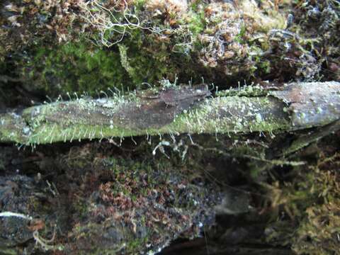 Plancia ëd Chaenotheca furfuracea (L.) Tibell