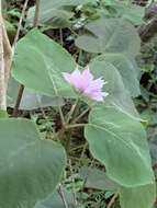 Image of velvetleaf glorybower