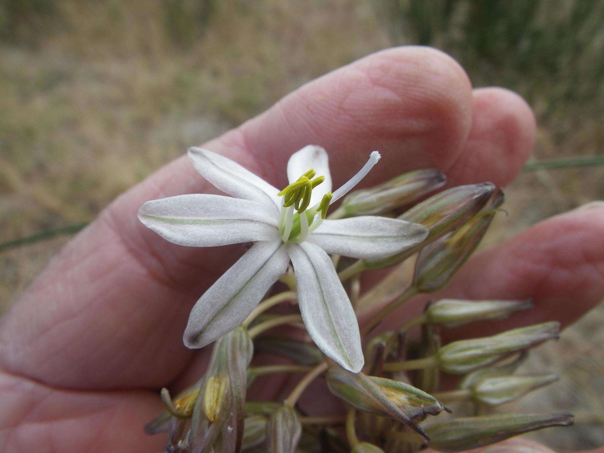 Image of Drimia exuviata (Jacq.) Jessop