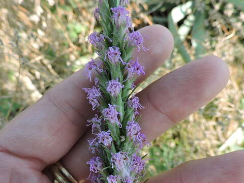 Image of blazing star