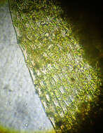 Image of Lescur's platylomella moss