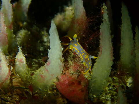 Image de Ciocalypta Bowerbank 1862