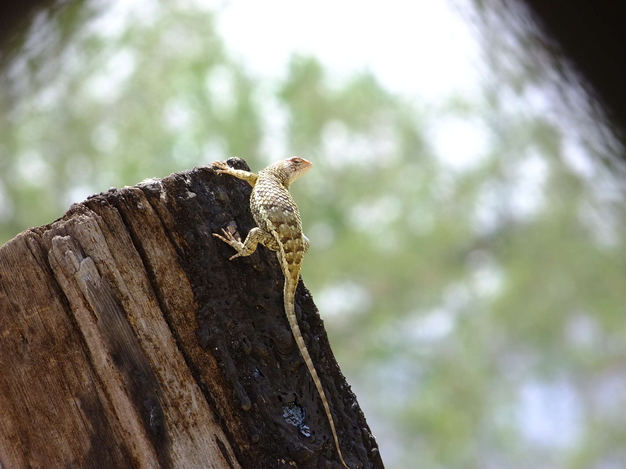 Imagem de Sceloporus albiventris Smith 1939