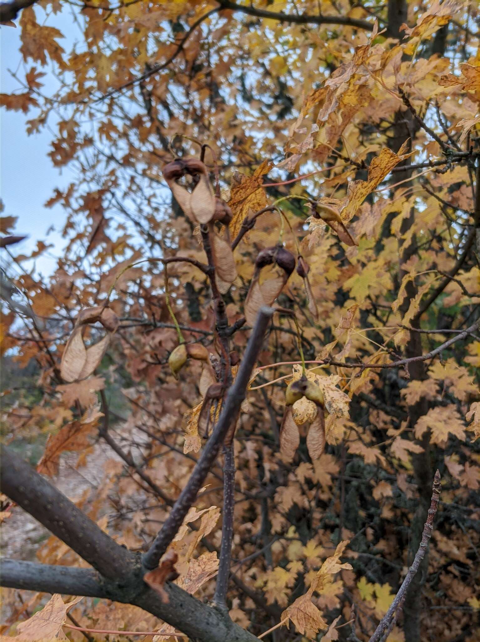 Acer hyrcanum subsp. stevenii (Pojark.) E. Murray resmi