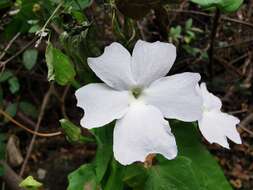 Image of Thunbergia laevis Wall. ex Nees