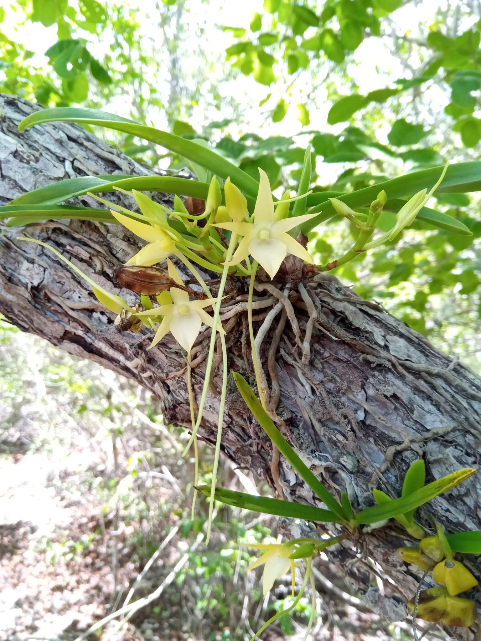 Image of Angraecum potamophilum Schltr.