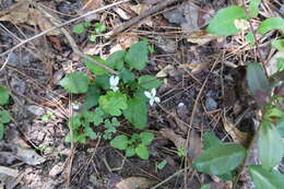 Image of Primrose leaved violet